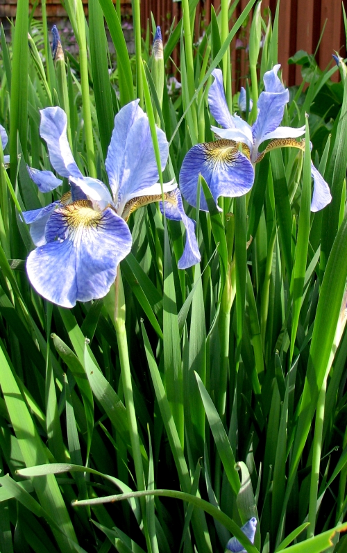 Heirloom Iris